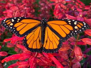 butterfly on salvia flower