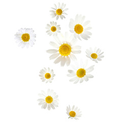 Fototapeta premium Beautiful chamomile flowers falling on white background