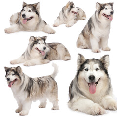 Adorable Alaskan Malamute dog on white background, collage of photos