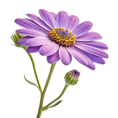 pink daisy isolated on white