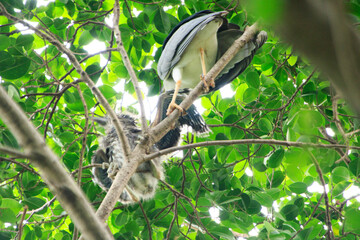 Parent Night Heron Feeding its Chick in a Tree