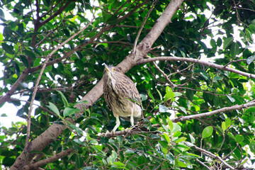 Juvenile Night Heron on a Branch