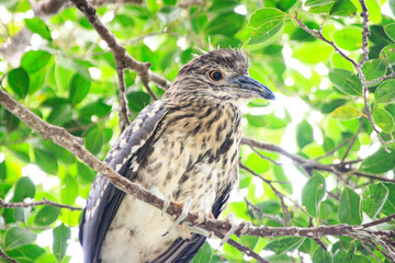 Close-up of Juvenile Night Heron in Natural Habitat