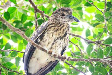 Close-up of Juvenile Night Heron in Natural Habitat