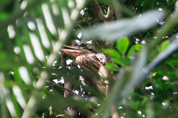 Young Night Heron Camouflaged in Dense Foliage
