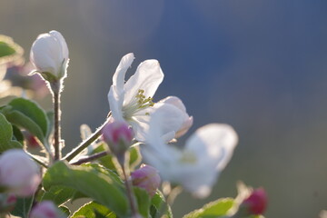 りんごの花