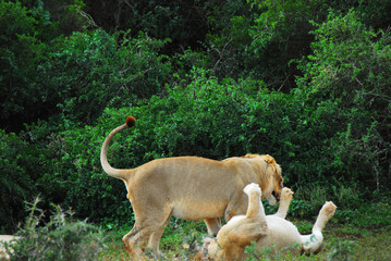 Africa- Wild Lions at Play in South Africa