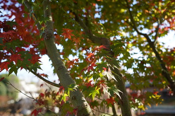 日本、東京、目白庭園、自然、日本庭園、池塘、回遊式庭園、紅葉、木造建築、秋、石塔、写真素材