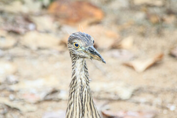Close-up of Juvenile Night Heron in Natural Habitat