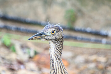 Close-up of Juvenile Night Heron in Natural Habitat