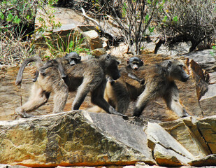 Africa- Two Wild Mother Baboons With Babies