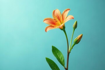 Naklejka premium A single peach blossom with two unopened buds against a teal background