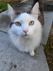 White cat looking up with big eyes