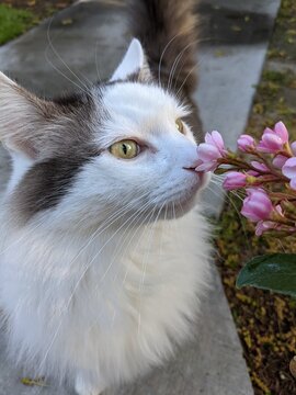 Cat sniffing a flower