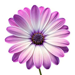 pink daisy isolated on white