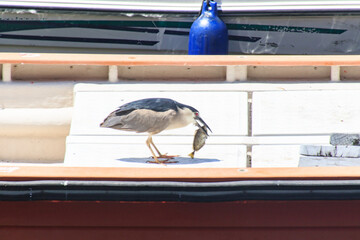 Black-Crowned Night Heron Catching Fish on a Boat in Hong Kong