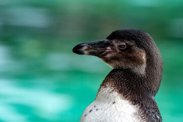 The Humboldt Penguin (Spheniscus humboldti).