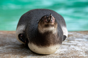 The Humboldt Penguin (Spheniscus humboldti).