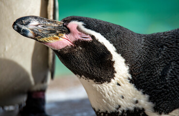 The Humboldt Penguin (Spheniscus humboldti).