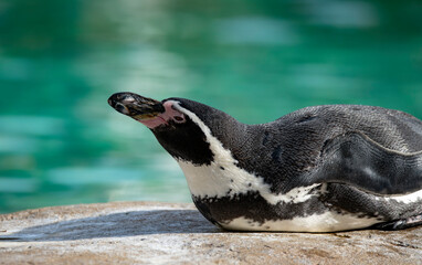 The Humboldt Penguin (Spheniscus humboldti).
