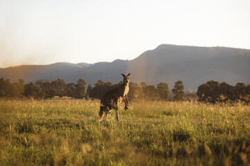 Fototapeta premium Kangaroos in field at sunset
