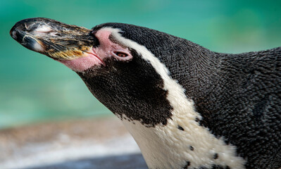 The Humboldt Penguin (Spheniscus humboldti).