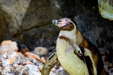 The Humboldt Penguin (Spheniscus humboldti).