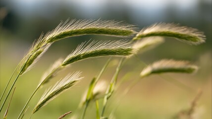 Close-up of green foxtail grass swaying gently in a natural outdoor setting with blurred background.