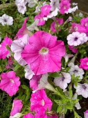 A vibrant display of pink and light purple or white petunia flowers bloom abundantly, creating a lush and colorful groundcover. 