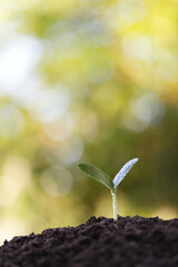Home growth vegetable macro closeup