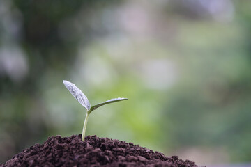 Small plant sprout with water droplets macro focus