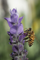 closeup of bee on wild flower lavender at nature