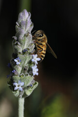 closeup of bee on wild flower lavender at nature