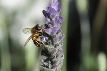 closeup of bee on wild flower lavender at nature