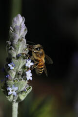 closeup of bee on wild flower lavender at nature