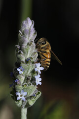 closeup of bee on wild flower lavender at nature