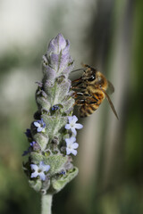 closeup of bee on wild flower lavender at nature