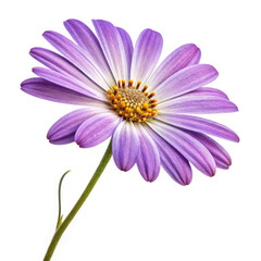 Fototapeta premium pink cosmos flower isolated