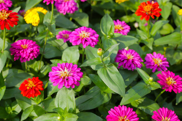 A garden alive with vibrant zinnias in full bloom, spreading joy and color.