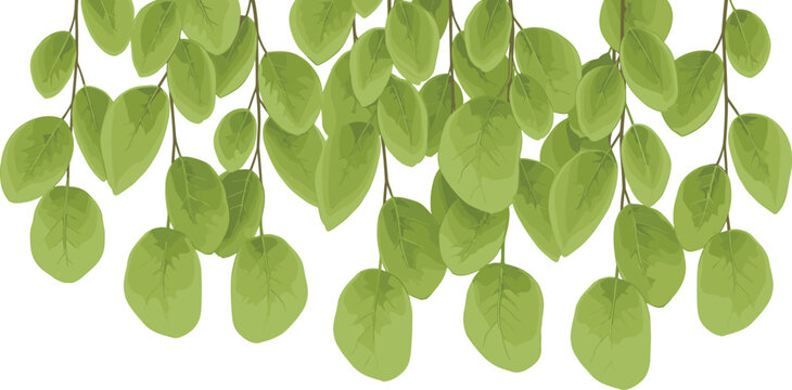 Watercolor illustration of botanical seamless Border with Eucalyptus branches and leaves. Drawing of Frame for wedding invitation, stationery backgrounds and Baby shower greeting cards.