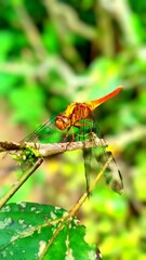 dragonfly on a leaf