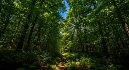 Obraz premium Sun Rays Through Green Forest Path, Summer Solstice Day in Woodland