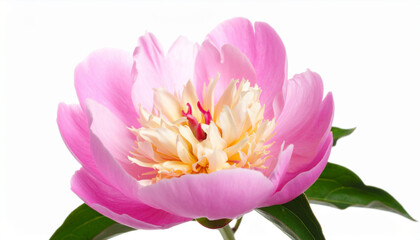 Obraz premium a close up shot displays a blossoming flower against a bright background