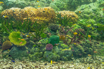 Underwater ecosystem displaying coral reef formations with diverse marine species swimming among waving aquatic plants in crystal clear tropical waters. Oceanic biodiversity. Coral reef habitat.