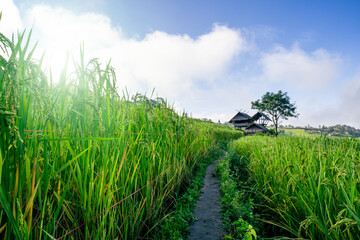 A scenic pathway cuts through rice fields in rural Asian village, leading to traditional farmhouse...