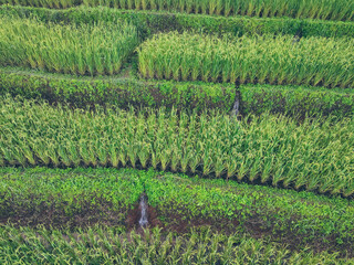 Traditional terraced rice fields and flowing water channels. Water irrigation patterns. Sustainable farming. Eco agriculture and sustainable travel. Local life, and environmental sustainability.