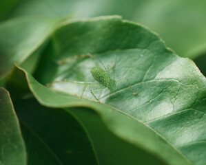 Katydid nymph standing on a green leaf