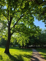 Obraz premium Sunny meadow with a tree in the city park. High-quality photo. 