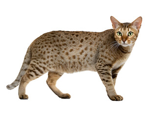Ocicat cat PNG on a transparent background showcasing its distinctive spotted coat and playful spirit.