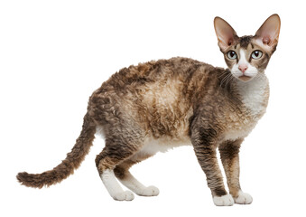 Charming Cornish Rex cat PNG on a transparent background highlighting its distinctive curls and lively demeanor.